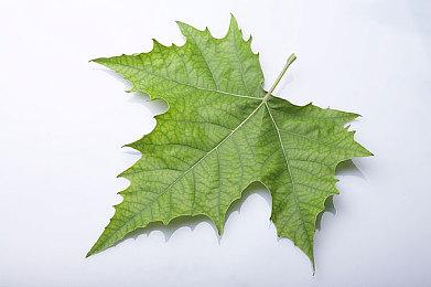 B社确认谷歌Stadia《上古卷轴OL》玩家将可转移账号